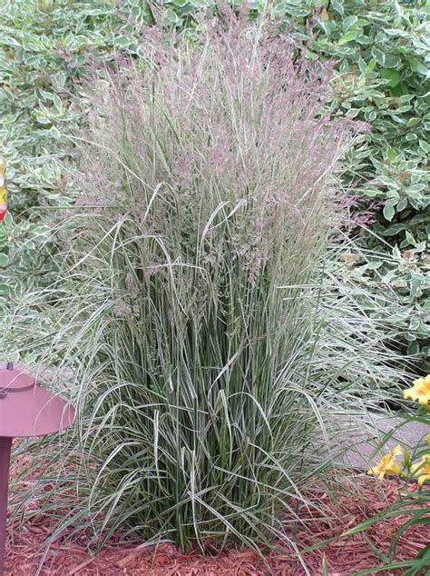 Overdam Feather Reed Grass 1 Container Grimms Gardens