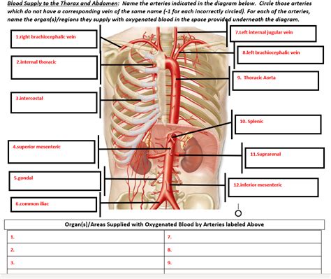 Solved Blood Supply To The Thorax And Abdomen Name The Chegg Com