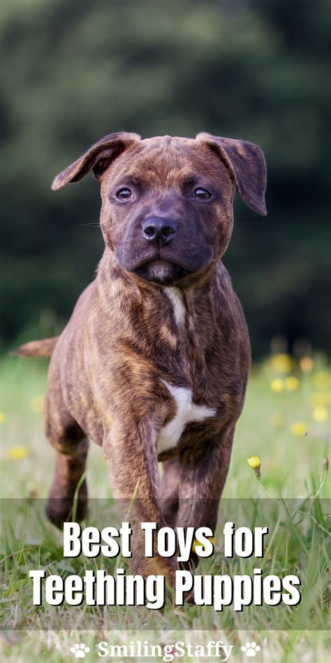 Good Toys For Pitbull Puppies Marlena Dupuis