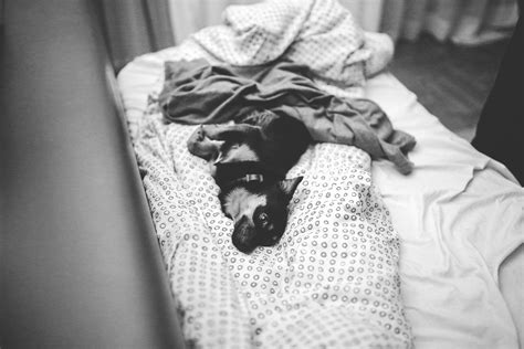 Сон лежать на кровати с собакой фото
