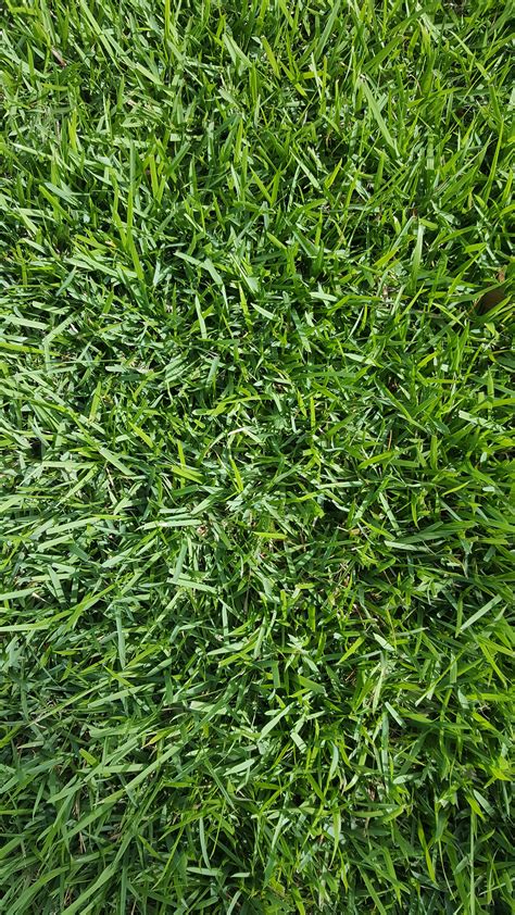 Empire Zoysia Grass
