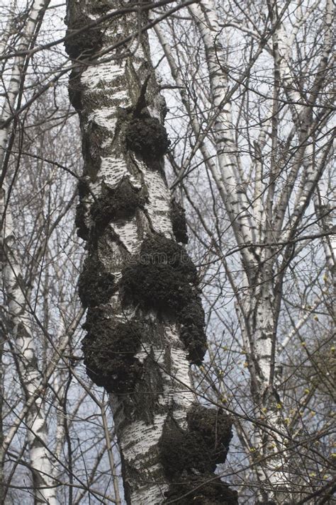 Burl On Birch Tree Trunk Close Up Stock Photo Image Of Burr Knots