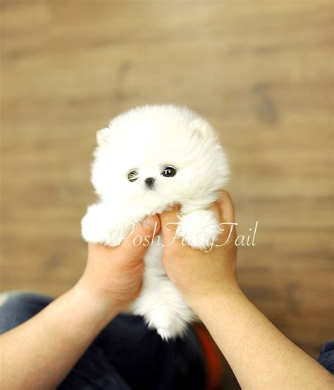 Fluffy Baby Pomeranian Cute Puppies Pets Lovers