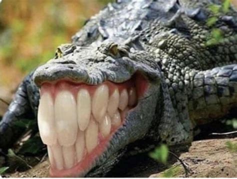 Croc The Shiny Teeth Bossfight