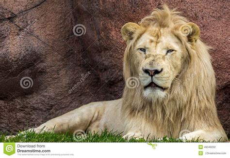 Majestic Lion Stock Photo Image Of King Jungle Lion