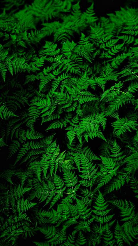 Fern Leaves Green Wallpaper 1080x1920