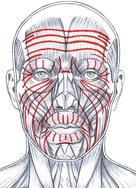 The Red Lines Indicate The General Pattern Of Facial Wrinkles