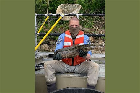 Pa Fish And Boat Kill Any Invasive Northern Snakehead Fish You Catch