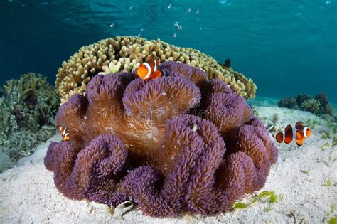 False Clownfish And Host Anemone Stock Photo Image Of Mutualism