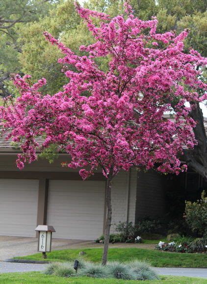 Maybe you would like to learn more about one of these? Practical spring-flowering trees crabapple - don't like ...