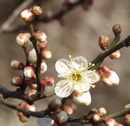 Order online or by phone. Prunus mume - Tree Seeds - Japanese Flowering Apricot ...