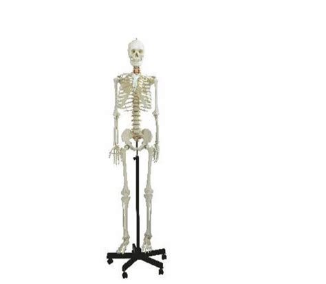 zx s human skeleton male life size articulated at rs human hot sex picture