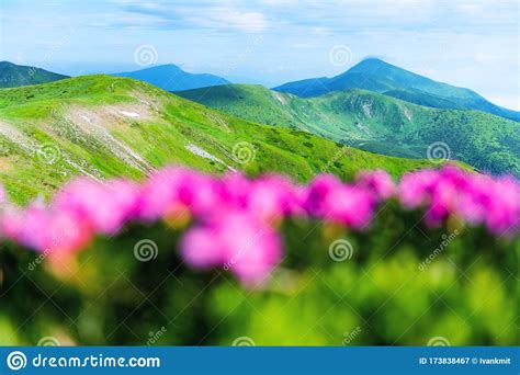 Pink Rhododendron Flowers In Mountains Stock Image Image Of Flower