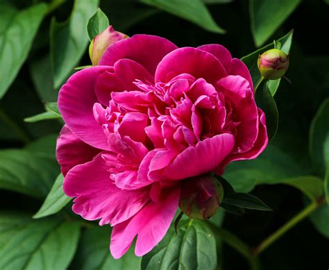 Peonies Planting Growing And Caring For Peonies The Old Farmers