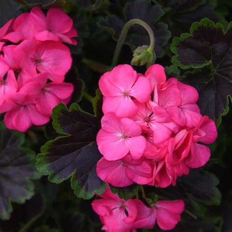 Tandm Geranium Tall Dark And Handsome Hot Pink Garden Patio Perennial 1l