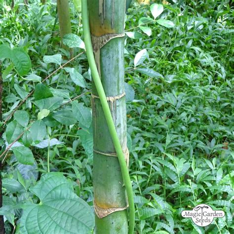 Palmier Producteur De Noix D Arec - Palmier à bétel, noix d'arec (Areca catechu) | Plantes exotiques