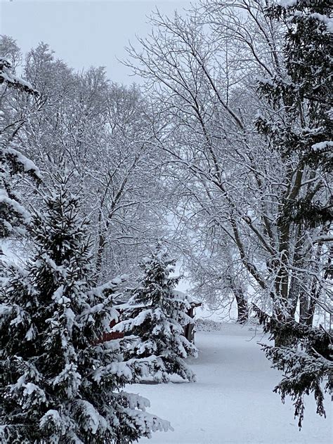 WCIA 3 News - Here's a few selections of snowfall photos... | Facebook