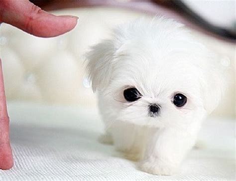 33 Teeny Tiny Puppies To Excite You With Images Kutya