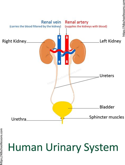 Human torso models are both complex and rich in detail as they torso contains many vital organs. Diagram Of The Excretory System | Excretory system, Human body facts, Systems kids