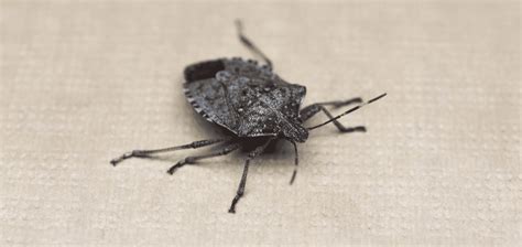 Stink Bugs Top Facts Information And Pictures