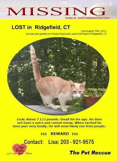 To be honest, it could have been killed by various methods including car, coyote, or if he is near, he will come home. REWARD: CAT LOST IN RIDGEFIELD, CT My cat Zack is missing ...