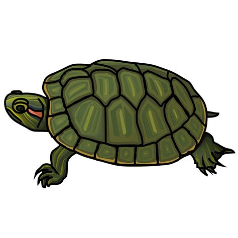 Turtle Image Clipart