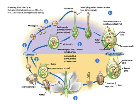 Flowering Plant Life Cycle Diagram Quizlet