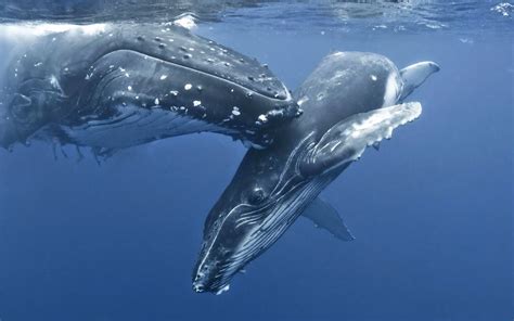 Ocean Whale Cute Animal Nature Baby Wallpapers Hd Desktop And