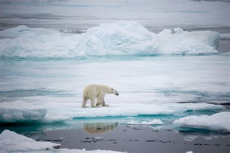 Polar Bear Walking The Ice Floes In The Arctic Entouriste