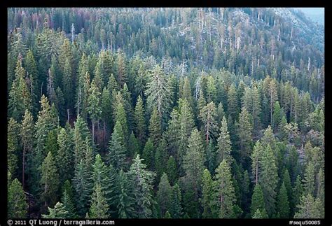 Picturephoto Evergreen Forest Seen From Moro Rock Sequoia National Park