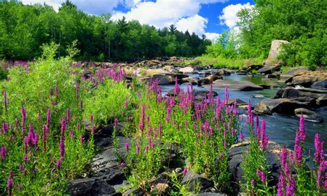Mountain River Stone Forest Trees With Green Purple Flowers Of Lupine