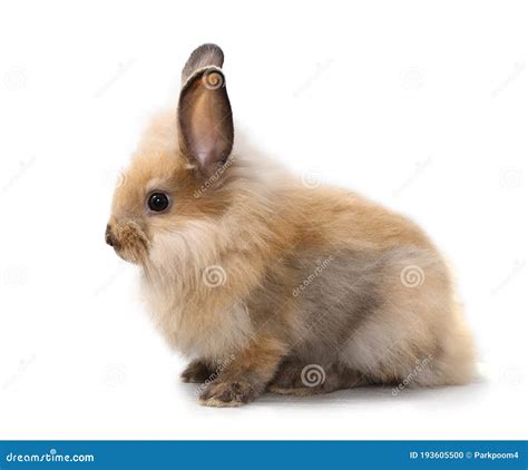 Side View One Baby Red Or Brown Bunny Rabbit On Isolated And White