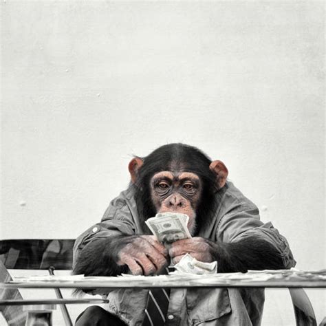 Monkey Working Stock Photos Pictures And Royalty Free Images Istock