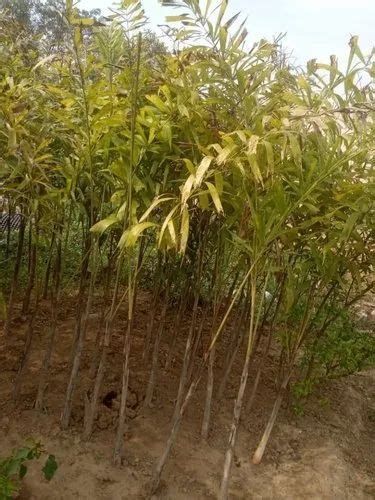 Bamboo Plants In Delhi बांस के पौधे दिल्ली Latest Price And Mandi