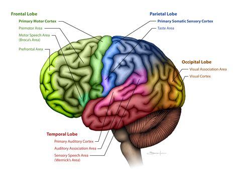 Cerebral Cortex Lobes And Functions