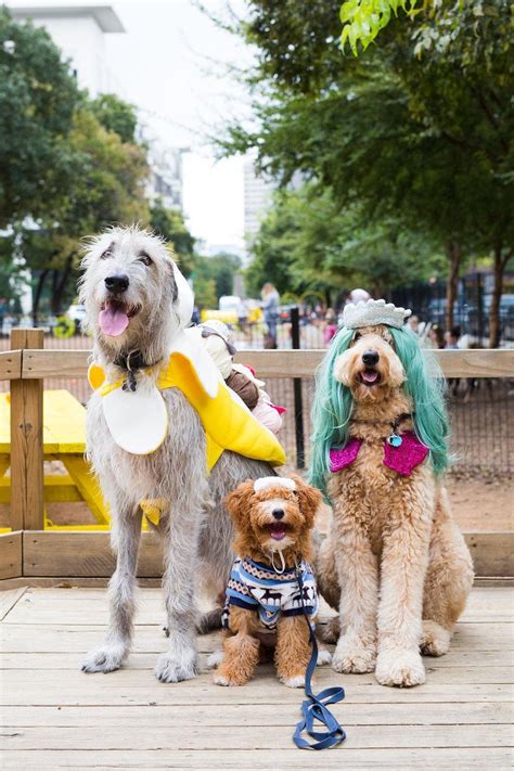 Mutts Canine Cantina Presents Howl O Ween Culturemap Dallas