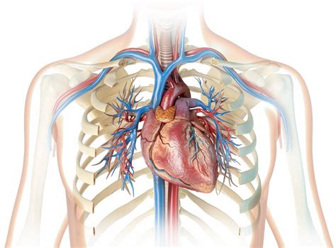 ما هي أجزاء القلب ؟ وأين يقع؟ الموقع الطبي ابن سينا