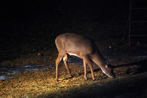 Deer At Night Wyatt De Mille Flickr