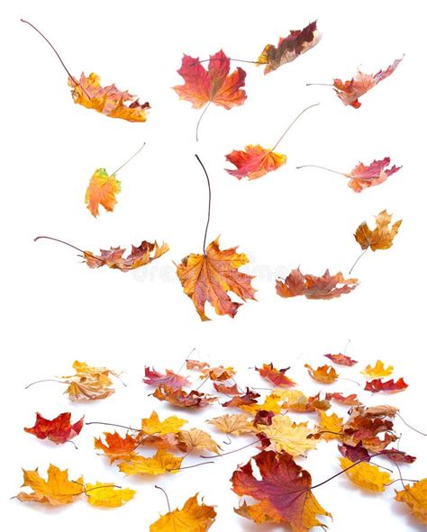 Autumn Falling Leaves Stock Photo Image Of Closeup Orange 27162978