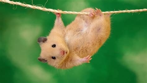 Free Download Hamsters Achtergronden Dieren Hd Hamster Wallpapers Foto