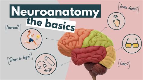 Brain Anatomy And Function An Overview Neuroscience Basics Youtube