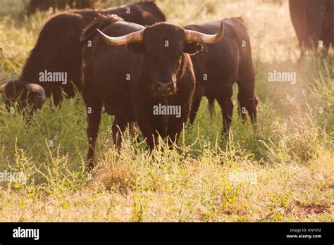 Spanish Free Range Fighting Bulls Breed Free Range On Extensive Estates
