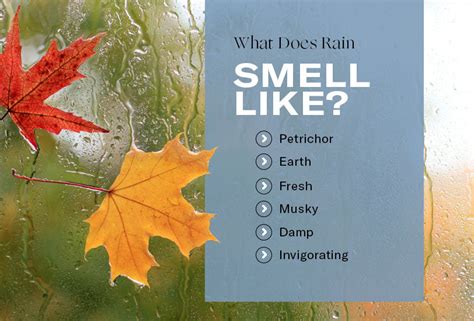 What Does Rain Smell Like Petrichor And More