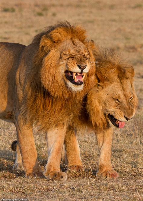 Roaring With Laughter Pair Of Lions Appear To Be Sharing A Joke