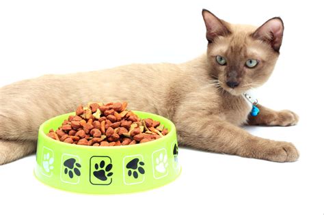 Ask your vet if an appetite stimulant is the right choice for your pet. Diabetes in Cats: Easy-to-Follow Guide, Indormation from Vets