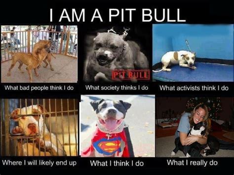 Image 263316 Pittie Love Pitbulls Animals Dog Love