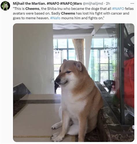 Beloved Meme Dog Cheems Passes Away At 12 Years Of Age Know Your Meme