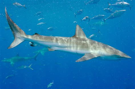 Government To Impose New Limits On Shark Fishing The Washington Post