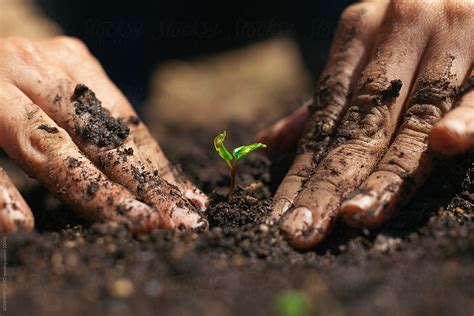 Womans Hands Planting Small Vegetable In The Garden By