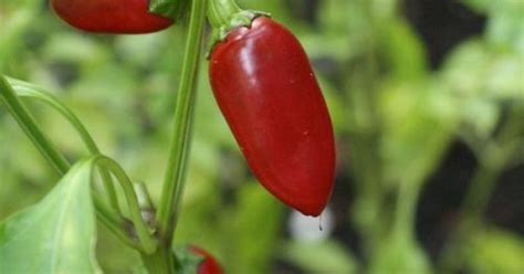 Peppers Delicious Pinterest Pepper And Gardens